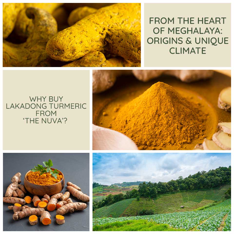 From Hills to Home: The Pure Goodness of Shillong’s Lakadong Turmeric