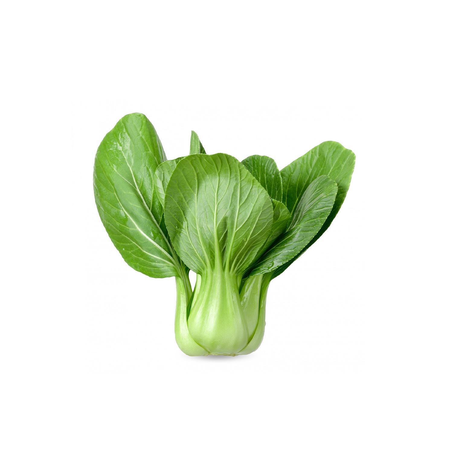 Bok Choy
