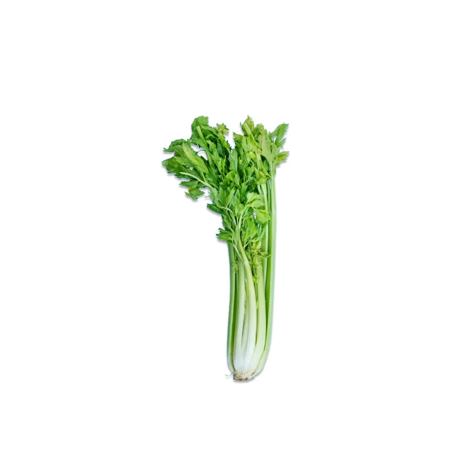 Celery from the nuva