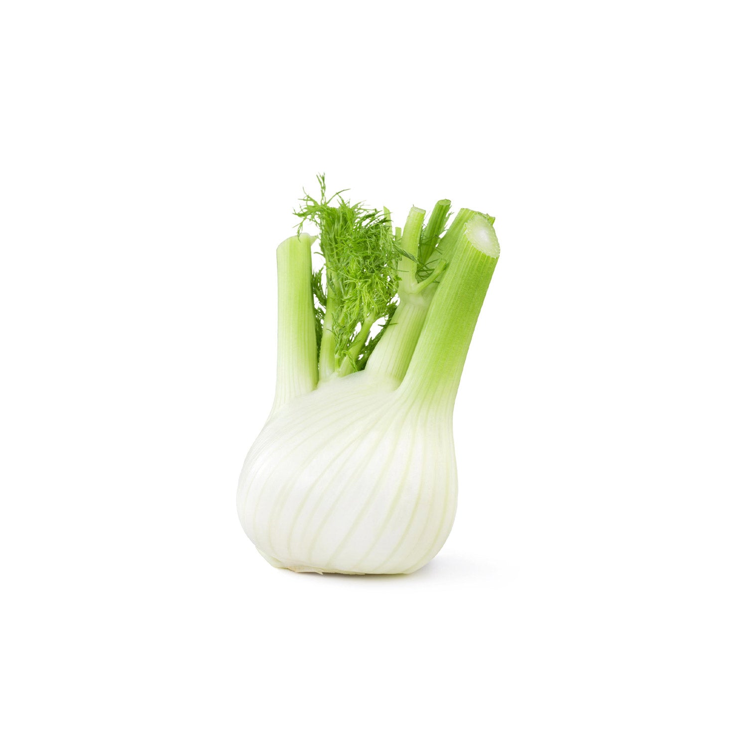 Fresh Fennel