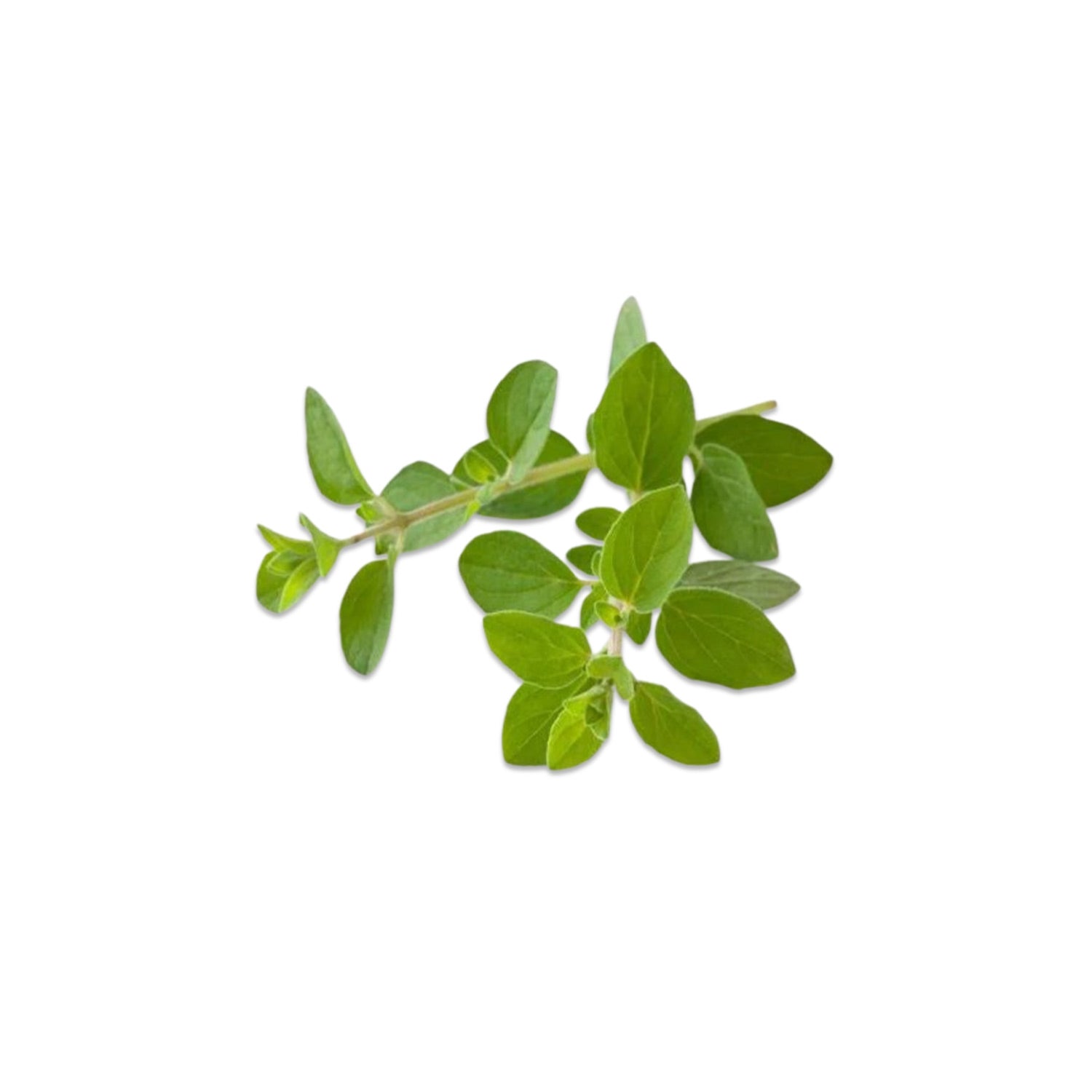 Oregano Leaves from the nuva