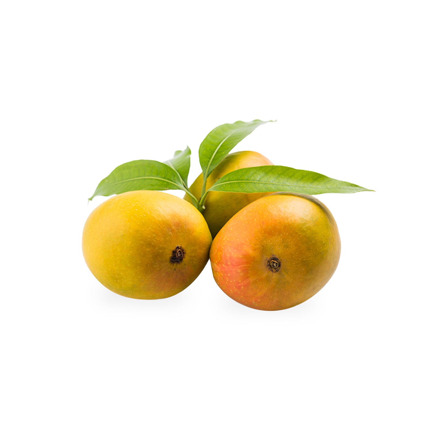 Ratnagiri Alphonso Mango (Hapus)