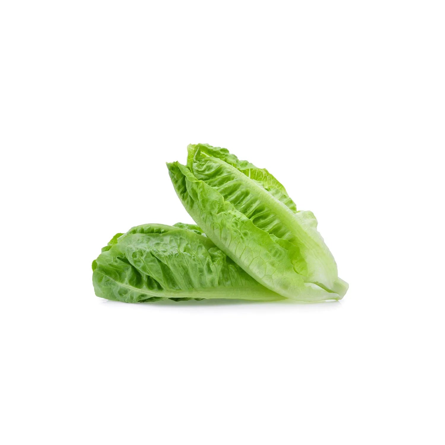 Romaine Lettuce from the nuva