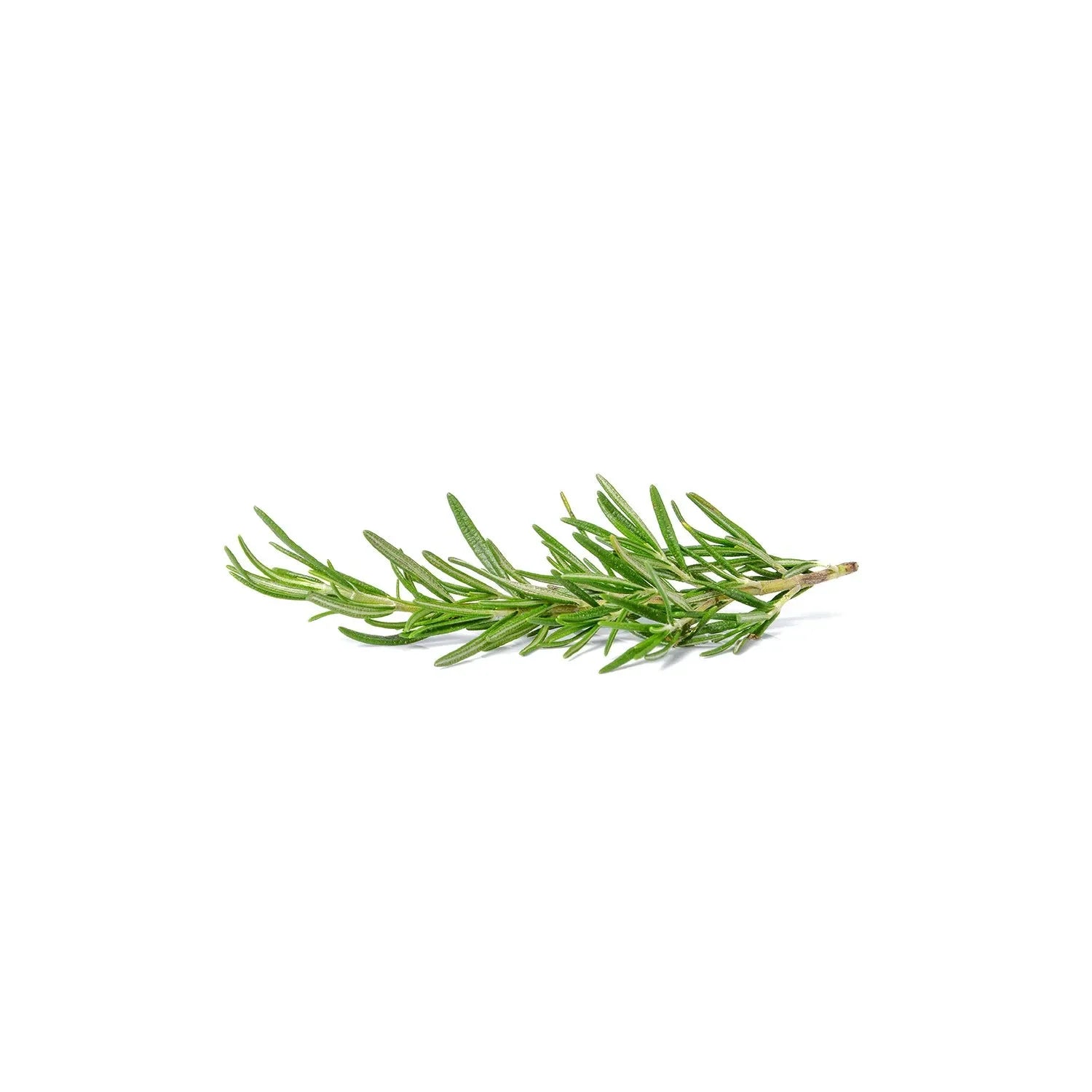 Rosemary from the nuva