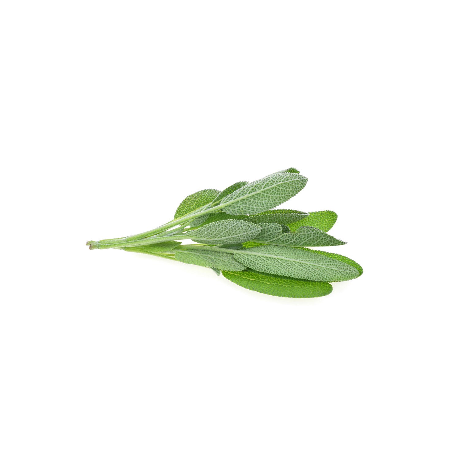 Sage
