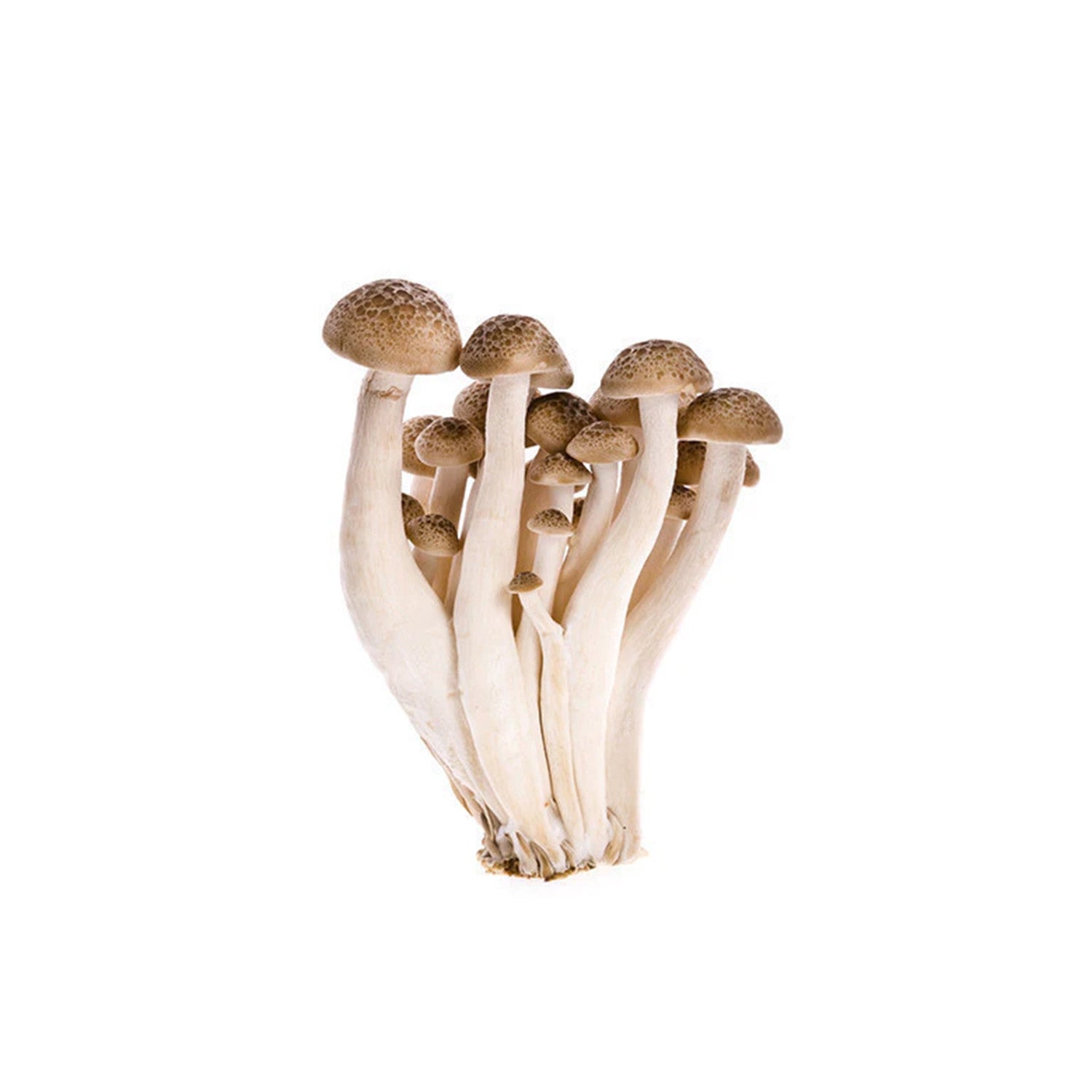Shimeji mushroom