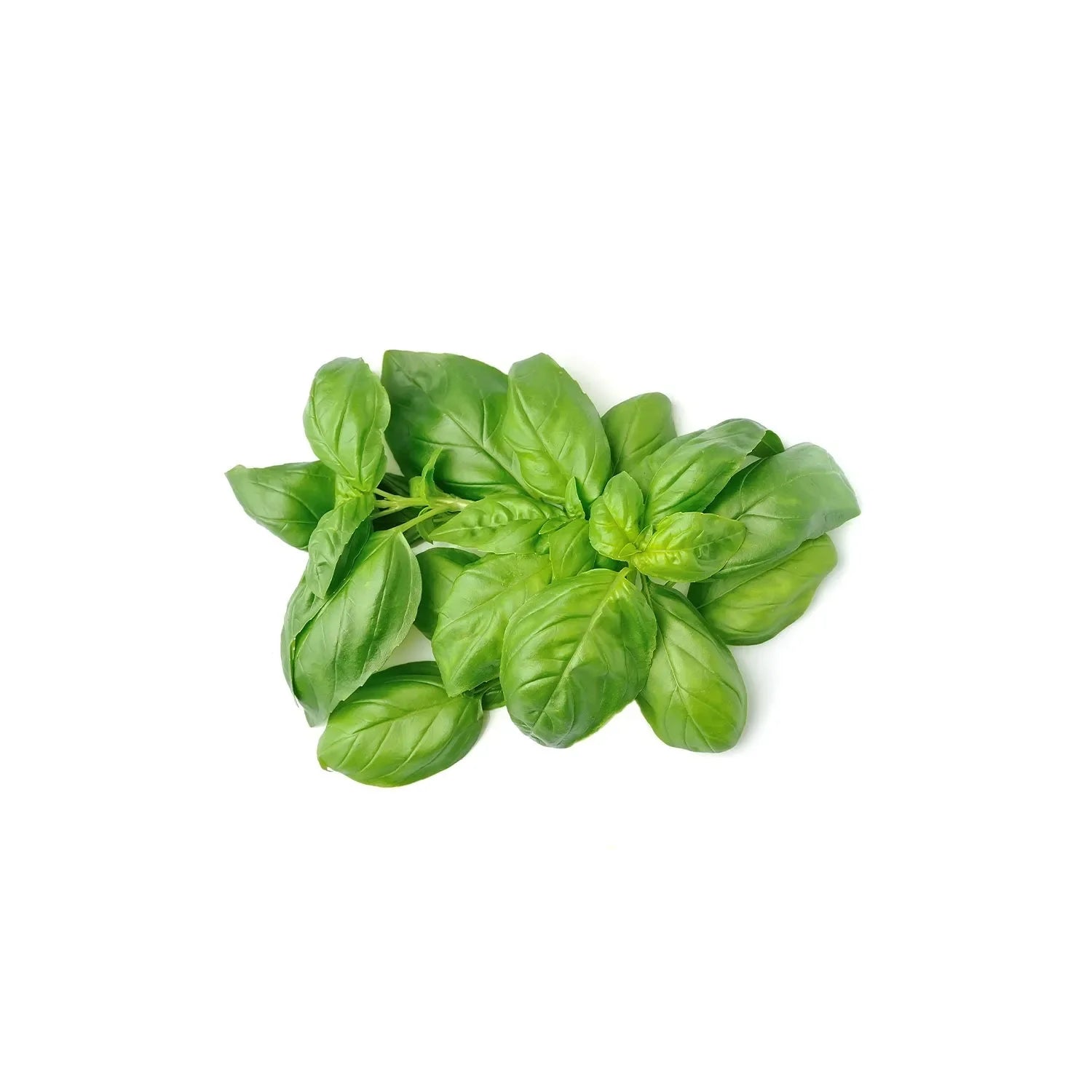 basil from the nuva