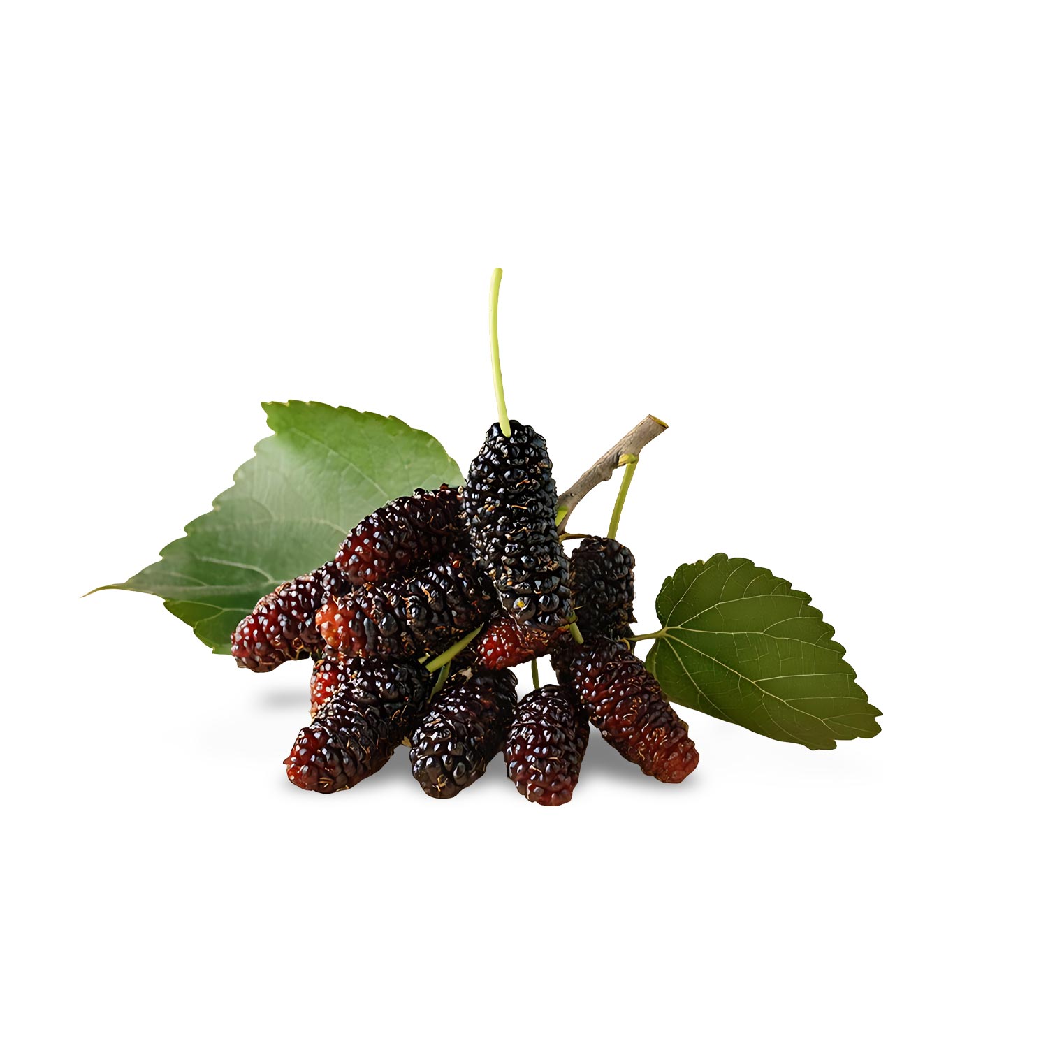 Mulberries