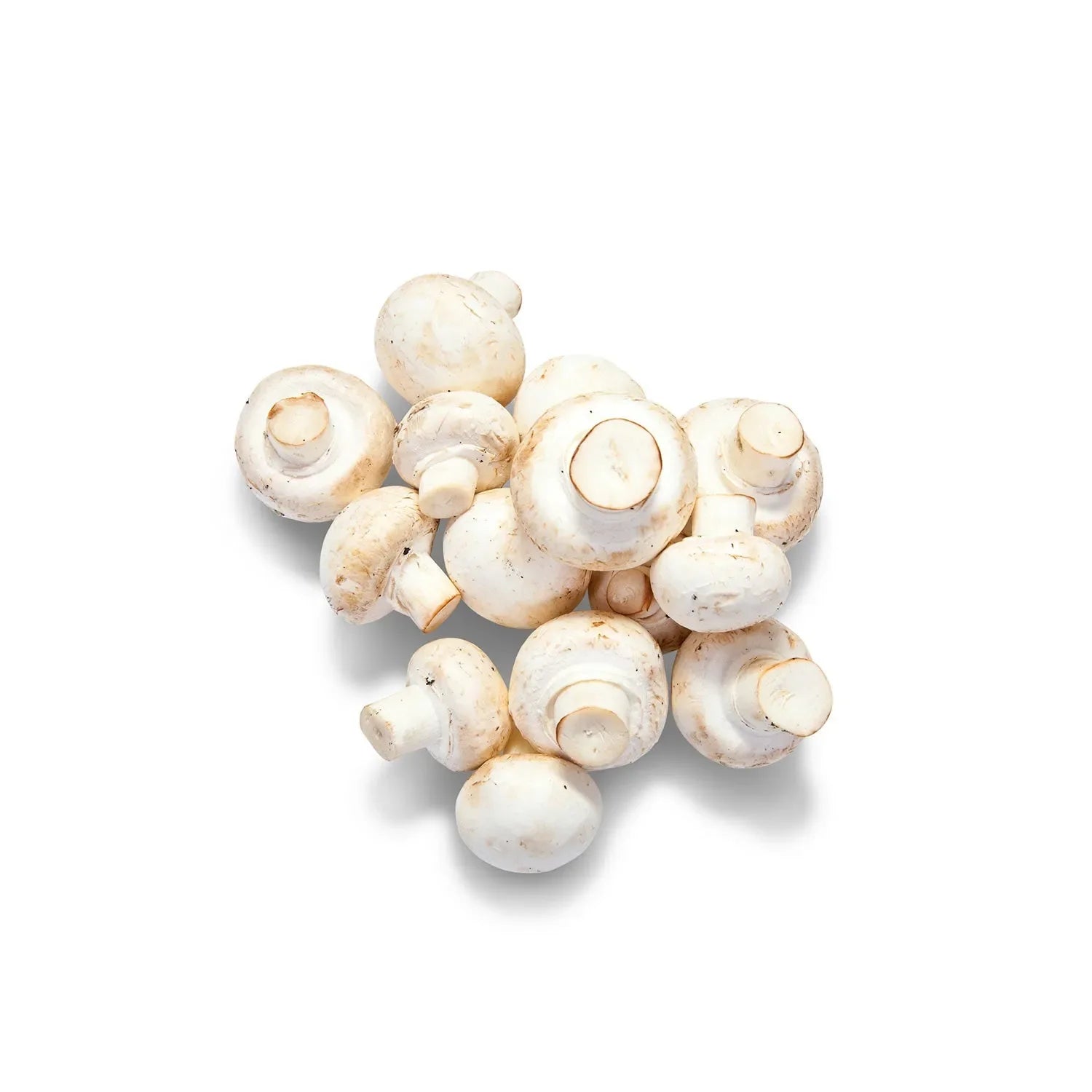 mushroom from the nuva